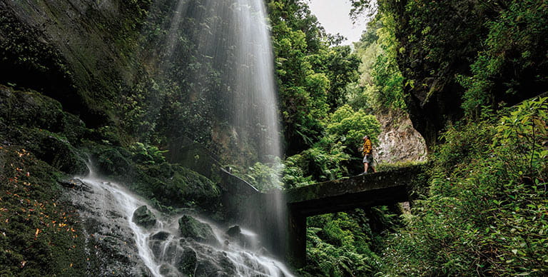 Los Tilos laurel forest, La Palma